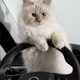 Illustration for article titled Karl Lagerfelds Cat Is Now (Adorably) Advertising Cars